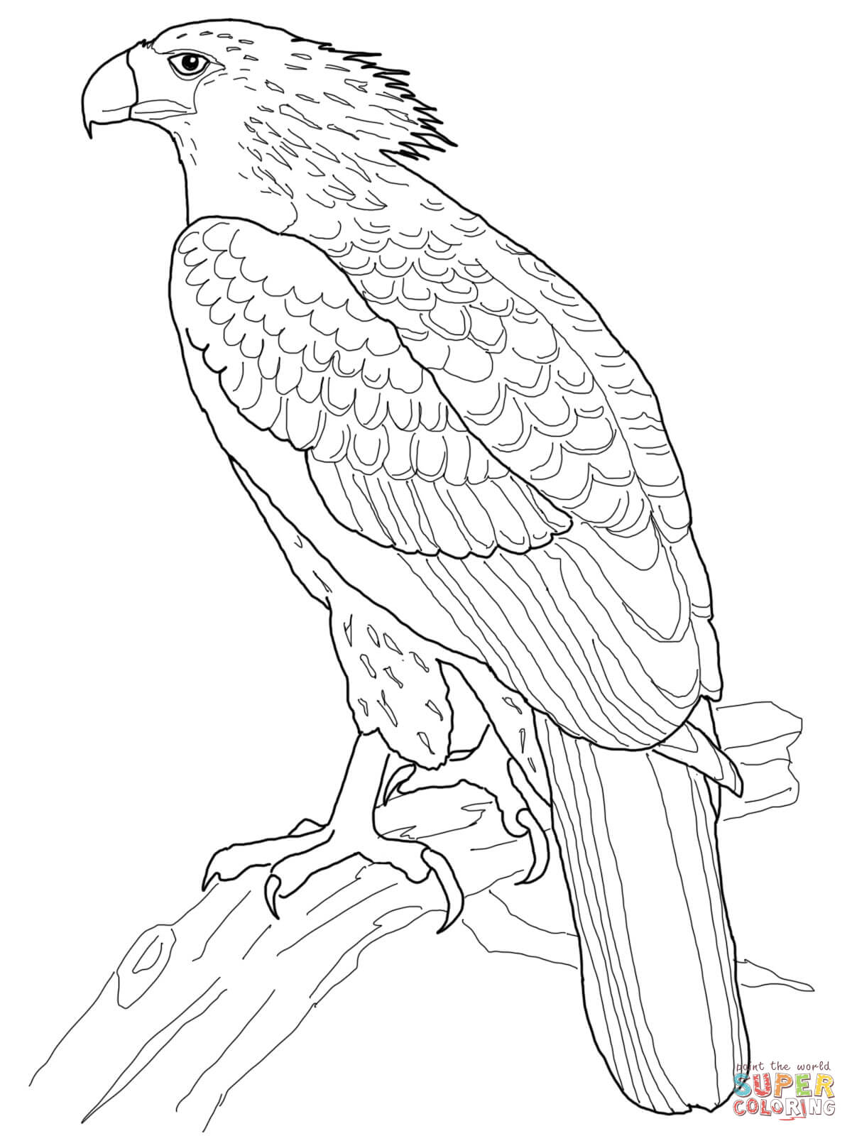 Philippine Eagle Coloring Page