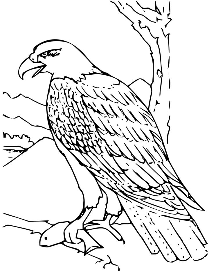 Bald Eagle Coloring Pages for Kids Printable