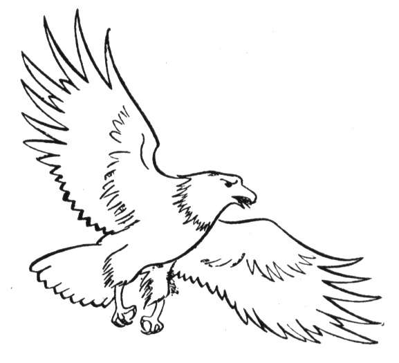 Bald Eagle Coloring Page Printable