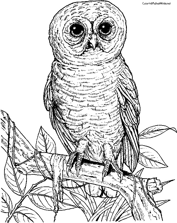 Adult Coloring Pages Owls