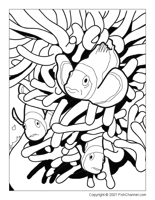 Clown Fish Coloring Page