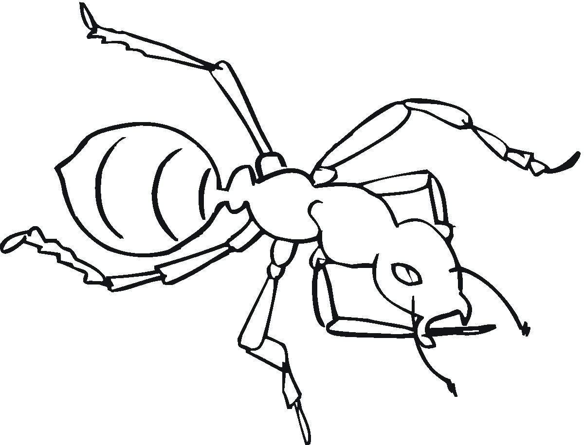 Ant Coloring Pages Printable