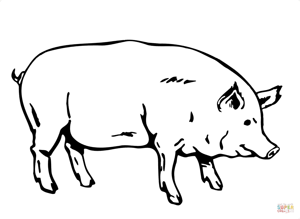 Pig Coloring Pages