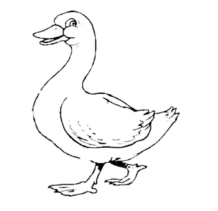 Duck Coloring Pages to Print
