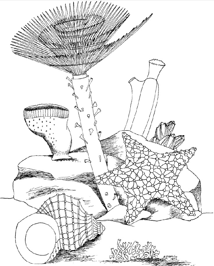 Underwater Sea Life Coloring Pages