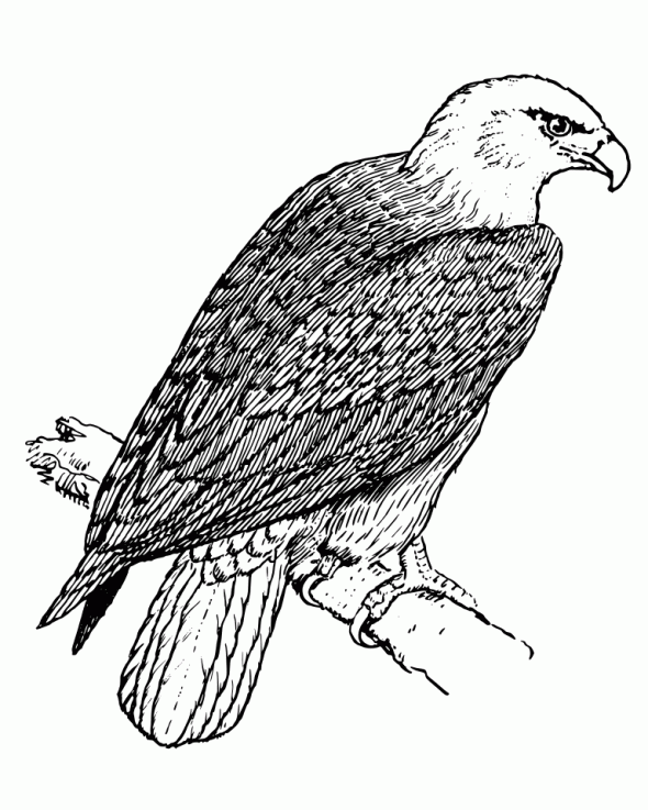 Eagle Coloring Pages