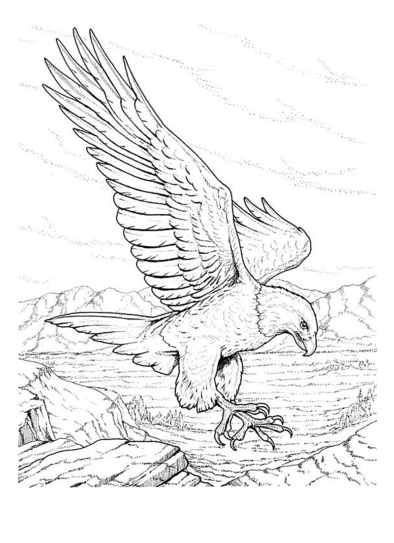 American Bald Eagle Coloring Page