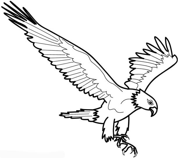 Bald Eagle Coloring Page