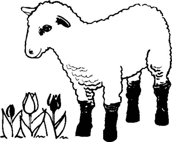 Lamb Coloring Page